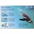 Usborne Penguins