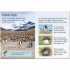 Usborne Penguins