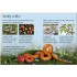 Usborne Snakes