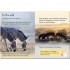 Usborne Donkeys