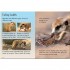 Usborne Meerkats