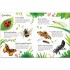 Usborne Bugs to Spot