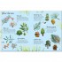 Usborne Trees to Spot