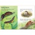 Usborne Beginners Ponds