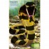 Usborne Build Your Own Deadly Animals