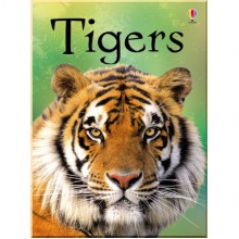 Usborne Tigers