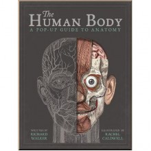 Templar The Human Body: A Pop-Up Guide to Anatomy